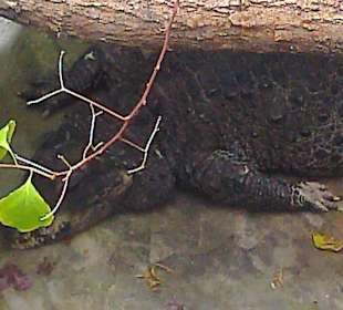 Warszawskie ZOO latem.