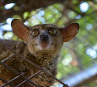 Buschbaby
