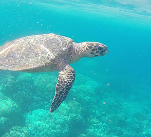 Schnorcheln Abu Dabbab