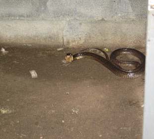 Auf der Schlangenfarm