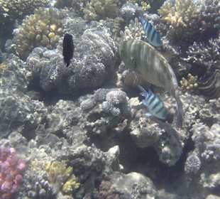 Schnorcheln am Hotelstrand