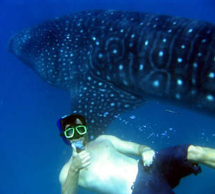 Taucher und Walhai 2