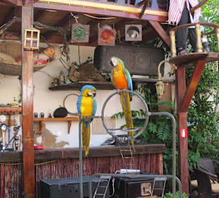 Blue Lagoon Pirate Bar