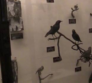 Naturhistorisches Museum