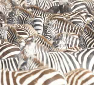 Zebras dicht an dicht