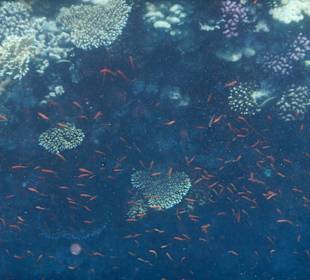 Viele Fischschwärme