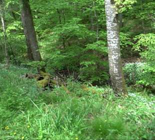 Wandertour Feuchtgebiet Schönbuch