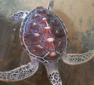 Eine Albino Schildkröte