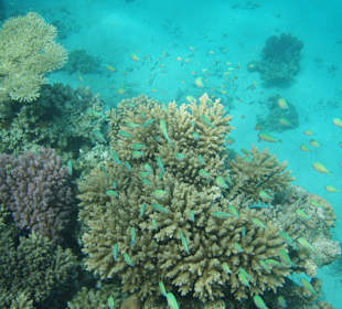 Viele tausend bunte Fische