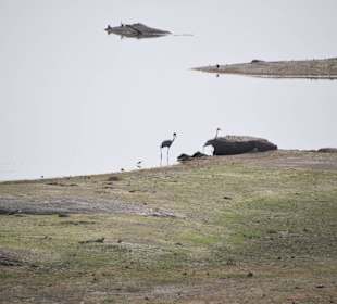 Saruskraniche am See