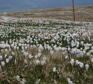 Krokuswiese am Rittner Horn
