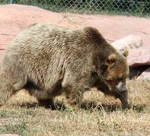 Bear Country Rapid City