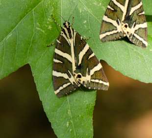 Peta Loudhes / Tal der Schmetterlinge