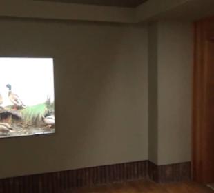 Museum Jagdtier + Vogelkunde