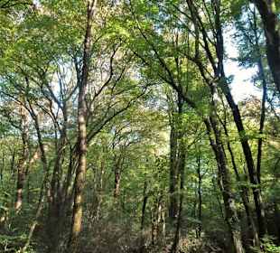 Eindrücke aus dem Neuenburger Urwald