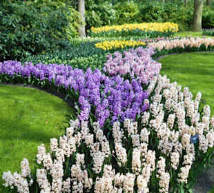 Blumenpracht im Keukenhof