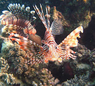 Achtung wir sind giftig!