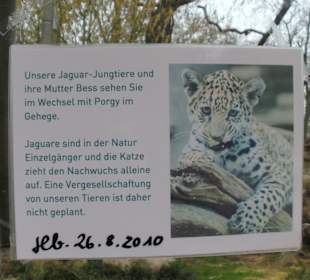 Beschreibung zum Jungtier