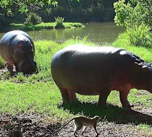 Haller-Park ,einen Besuch wert