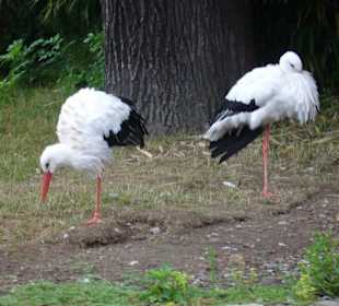 Störche