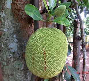 Durian, die gefürchtete Stinkfrucht