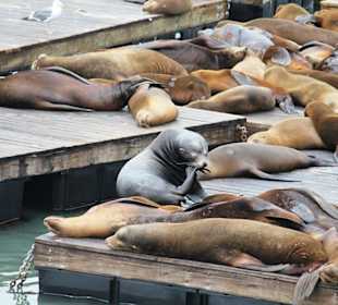 Die lassen sich nicht stören
