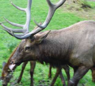 WP LH Herbst Impression