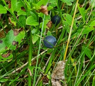 Blaubeeren