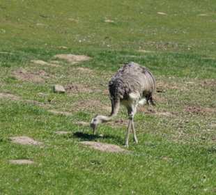 Zoo Arche Noah Grömitz