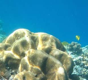 Citadel Azur - beim Schnorcheln am südl. Strand 