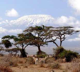 Blick von Amboseli auf den Kilimanjaro