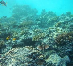 Hausriff Arabia Azur