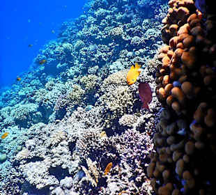 Schnorcheln Makadi Bay