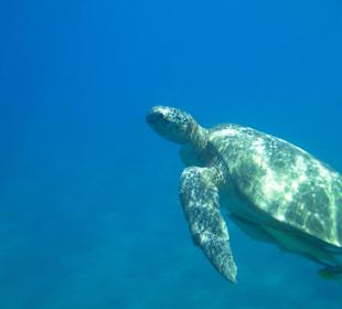 Wie schön und in Ruhe beobachtet