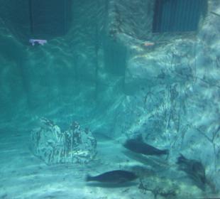 Aquarium / Oceanongrafic