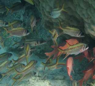 Tigerkardinalbarsche und Soldatenfische am Wrack