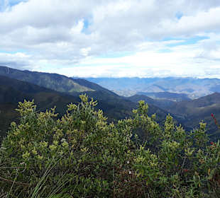 Podocarpus Nationalpark