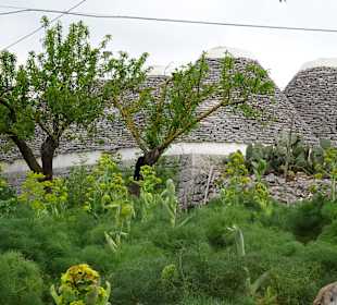 Alte Trulli in der Umgebung
