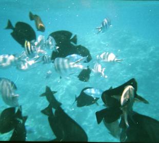 Fische am Riff