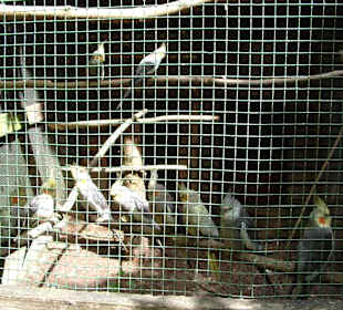 Vogelkäfig
