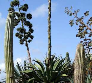 Blühende Agaven