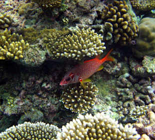 Schöne Unterwasserwelt