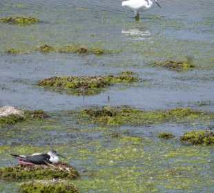 Unterwegs im Naturpark S'Albufera