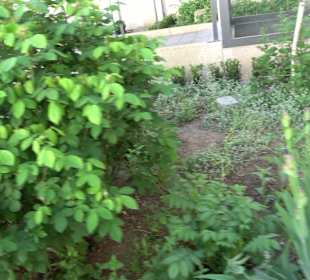 Medizinalgarten Nördlingen