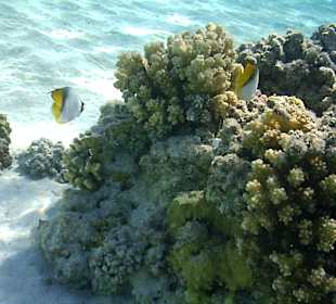 Schnorcheln Marsa Alam
