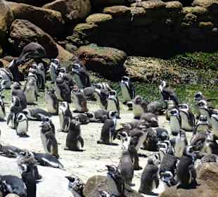 Stoney Point African Penguin Breeding Colony