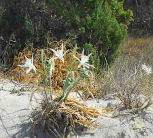 Impressionen Elafonisi