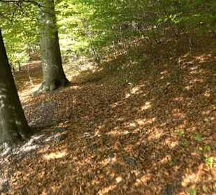 Premiumwanderweg hochgehkeltert Neuffen