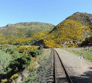 Mitder Taileri Railway durch die Natur Neuseelands