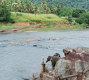 Elefantenwaisenhaus Pinnawela